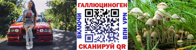 Купить закладки  Кудрово  Галлюциногенные грибы Psilocybe 